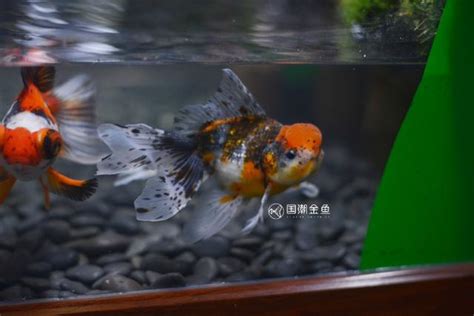 金魚養法